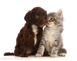 Chocolate Sproodle puppy and Tabby kitten