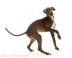 Blue Italian Greyhound puppy, 4 months old, turning
