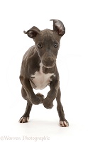 Blue Italian Greyhound puppy, 4 months old, running
