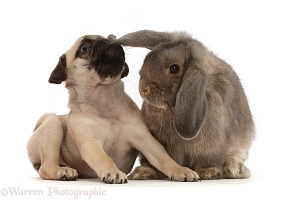 Fawn Pug puppy, 8 weeks old, sniffing ear of grey Lop bunny