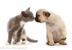 Blue-and-white kitten kissing fawn Pug puppy