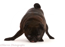 Black Pug with tongue out, sniffing the ground