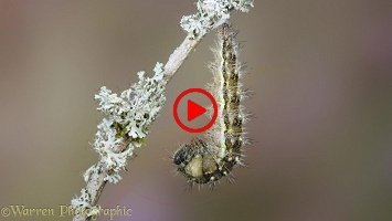 Painted Lady Butterfly caterpillar pupating time lapse