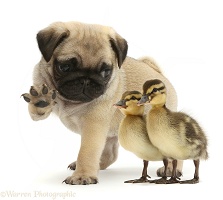 Playful Pug puppy and ducklings - talk to the paw!