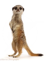 Young Meerkat standing up