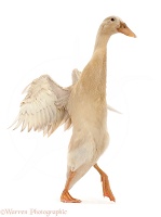 Indian Runner Duck, flapping