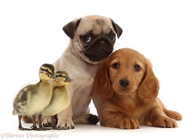 Pug and Dachshund puppies with Ducklings