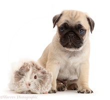 Pug pup and Guinea pig