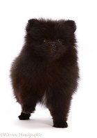 Black Pomeranian puppy, 10 weeks old