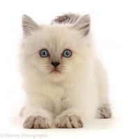 Playful Persian-x-Ragdoll kitten, 7 weeks old