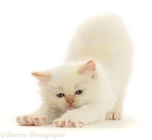 White Persian-cross kitten stretching