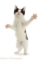 Black-and-white kitten standing up on hind legs and reaching