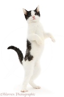 Black-and-white kitten standing up on hind legs