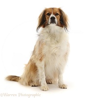 Sable mixed breed dog