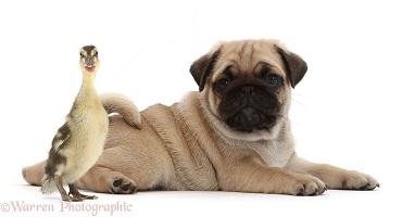 Pug puppy and duckling