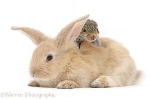 Young Grey Squirrel and sandy rabbit