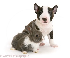 Miniature English Bull Terrier pup with baby rabbit