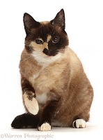 Chocolate tortie Snowshoe-cross cat