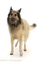 Belgian Shepherd Dog