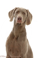 Weimaraner portrait