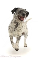 Dalmatian-x-Shih Tzu dog, running