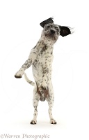 Dalmatian-x-Shih Tzu dog, jumping up