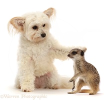 Pomapoo sitting with young meerkat
