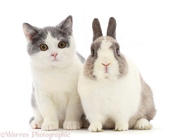 British shorthair x Manx cat with Netherland Dwarf rabbit