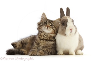Tabby kitten with Netherland Dwarf rabbit