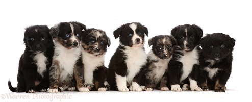 Seven Mini American Shepherd puppies, sitting in a row