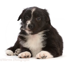 Mini American Shepherd puppy