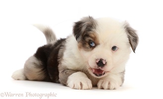 Mini American Shepherd puppy, mouth open