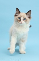 Ragdoll kitten, 10 weeks old, on blue background