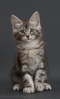 Silver tabby kitten on grey background