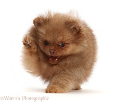 Playful Pomeranian puppy