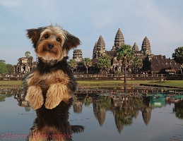 Angkor Mutt - Dog showing off at Angkor Wat, Cambodia