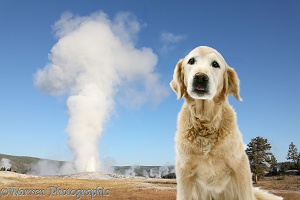 Old Faithful Dog - Elderly Retriever at Yellowstone geyser