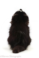 Black-and-white kitten sitting, viewed from behind