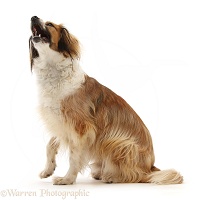 Sable mixed breed dog, barking