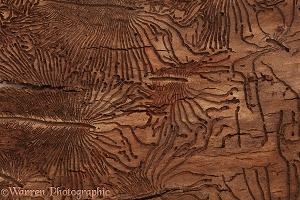 Patterns in Elm bark made by Elm Bark Beetles