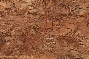 Patterns in Elm bark made by Elm Bark Beetles