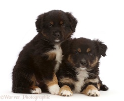 Two Mini American Shepherd puppies, 7 weeks old