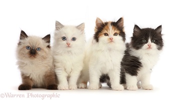 Four Persian x Ragdoll kittens, 7 weeks old
