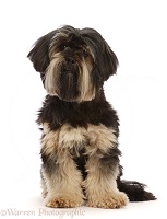 Yorkshire Terrier x Shih-tzu dog, sitting