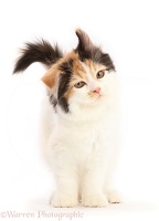 Calico Persian x Ragdoll kitten, shaking her head
