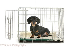 Dachshund sitting in a crate
