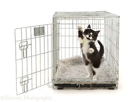 Playful black-and-white kitten in a crate