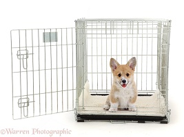 Corgi puppy sitting in a crate