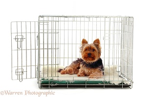 Yorkie lying in a crate
