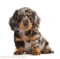 Long-haired Dapple Dachshund puppy, 7 weeks old